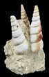 Fossil Gastropod (Haustator) Cluster - Damery, France #56376-1